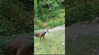 beautiful peahen 🦚birds birdlovers [upl. by Eldreeda]