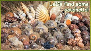 Finding Seashells on Mud Flats  Last Minute Murex Virtual Shelling [upl. by Aeirdna]