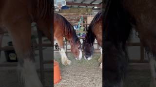 Is This The Night😉😏🫶 love clydesdale horses amore relationship equine [upl. by Ayhtnic]