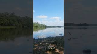 Caught this herron landing near the water nature birds naturelovers bythewater [upl. by Warton]