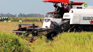 Nice Action Kubota Harvesting Machinery Skills Operator Cropping Rice In Farms  Rice Harvester [upl. by Gerty]