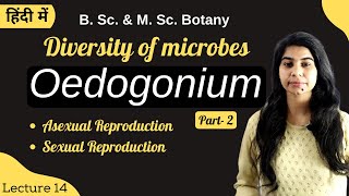 Diversity of microbes  Oedogonium  Reproduction  in Hindi  Botany  B Sc amp M Sc [upl. by Nelyag]