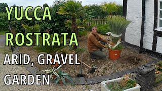 Yucca Rostrata Beaked Yucca care and cultivation UK [upl. by Artkele]