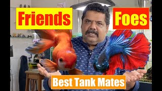 BEST TANK MATES  How to choose the perfect fish tank mates for your aquarium  Aquarium Fish 4K [upl. by Llerroj]