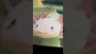 That’s where baby axolotls come from 🕊️🐝 [upl. by Nagaet]