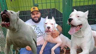 عشاق كلاب الحراسة دوجو أرجنتينو dogo argentino ملك سلالة عبدالرحيم رامبو [upl. by Inavoy]