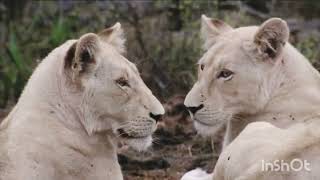 The Strongest Pride Of Lions National Geographic Documentary [upl. by Haveman]