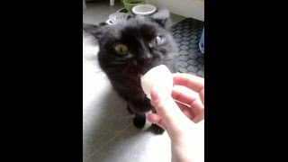 Chat qui mange un paquet de chips chinoises FR [upl. by Novello165]