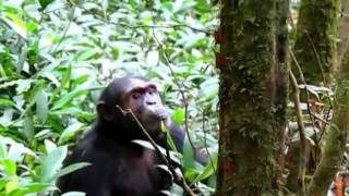 Chimp Vocalizations [upl. by Keifer]