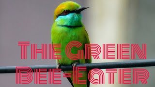 The Green Bee  Eater  Merops Orientalis  Bird Watching [upl. by Alael]