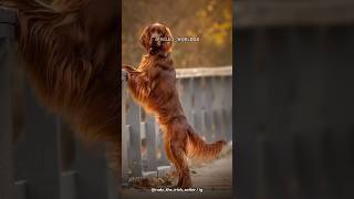 Irish Setters  Majestic Canine Companions [upl. by Kopans652]