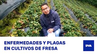 ¿Cómo Identificar TRIPS BOTRYTIS y ANTRACNOSIS en Cultivos de FRESA 🍓 [upl. by Ezri]