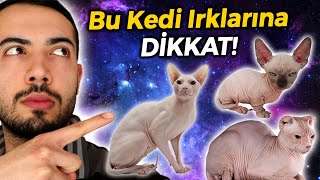 BU KEDİ IRKLARINA DİKKAT EDİN Tüysüz 5 Kedi Irkı [upl. by Mayce51]