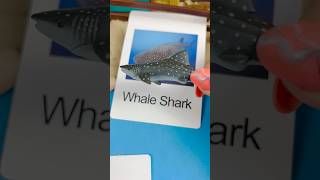 Sea Animals with Flashcards  Shark Dolphin Turtle Seal shorts [upl. by Neffets]