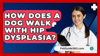 How Does A Dog Walk With Hip Dysplasia  PetGuide360com [upl. by Zeralda]