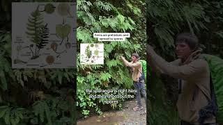 Hiking Redwood National Park’s Fern Canyon During A Storm  The Tallest Trees In The World [upl. by Kiona]