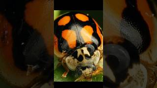 Whats Hiding in Your Backyard Amazing Ladybugs insects ladybugs [upl. by Anaz]