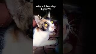 Monday aging 🐱cat funny shorts viralshorts [upl. by Aihsenat903]