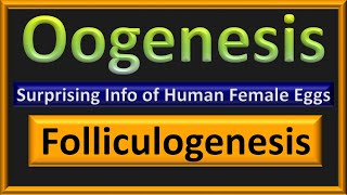 Oogenesis amp Folliculogenesis  Egg Formation in Human Females [upl. by Chelsea]