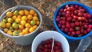 Recolección de Jobos fruta ciruela de huesito cirgüela jobo jobito xocote jocote ovo yoyomo [upl. by Jos]