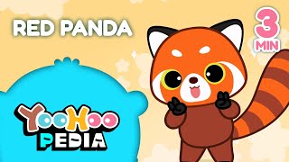 The Cute Red Panda  YooHoopedia  YooHoo [upl. by Yemaj]