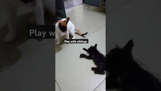 How to Learn French catlover cat kitten fypシ゚viral shorts [upl. by Nyer]