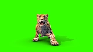 Green Screen Jaguar Feline Animals Run Attack  Footage PixelBoom CG [upl. by Ahsita948]