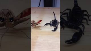 Scorpion now vs scorpion then [upl. by Cutter797]