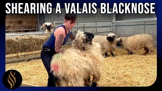 Shearing A Valais Blacknose In Scotland [upl. by Sal]