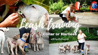 Leash training tips [upl. by Akcinehs]