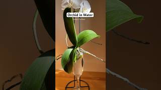 Can Orchid Plant survive in just water plantcare orchids plantlovers [upl. by Aidnyl]