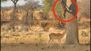 Leopard Jumps on Impala From Tree [upl. by Siaht]