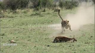 Cheetah Acinonyx jubatus  Chases and catches Thomsons gazelle [upl. by Anoiek848]