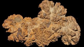 Coprolite Chemistry  what fossilised faeces can tell us about extinct animals [upl. by Kaiulani117]