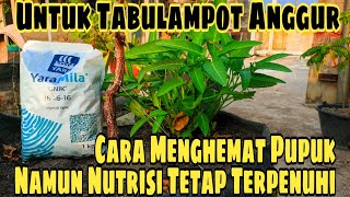 Cara Menghemat Pupuk Anggur Namun Nutrisi Tetap Terpenuhi‼️🍇 [upl. by Ttesil]