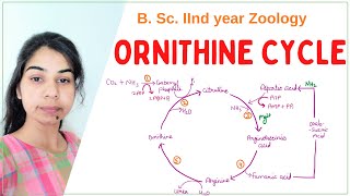 Ornithine cycle  B Sc 2nd year  Zoology [upl. by Selry]