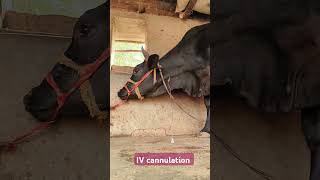 Direct IV administration in jugular vein in a Holstein cowintravenous calcium in jugular vein [upl. by Wivestad]