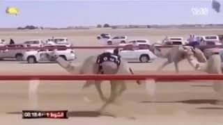 Camel race [upl. by Nagear]