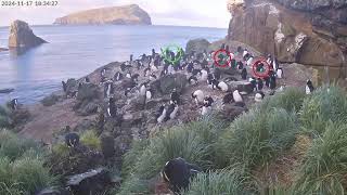 TawakiCam  Erectcrested penguins in Anchorage Bay Antipodes Island [upl. by Adnohsak]