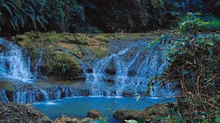 Symphony of Forest Birds Chirping Sound of Murmuring Stream Nature Sounds Calming ASMR [upl. by Barbabas817]