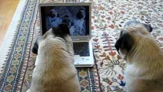 Pugs Watching Themselves on YouTube [upl. by Leirbma]