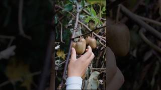 Beautiful Kiwi Fruit Farm  Rural Farmer Fruit Harvesting shorts ytshorts fruit [upl. by Nerrot333]