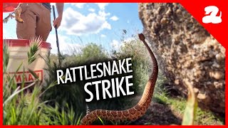 Rattlesnake Tries To Bite Me [upl. by Dasi]