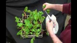 Swiss Chard Grown Indoors Harvesting and Cooking [upl. by Sixel]