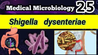 Shigella dysenteriae Shigellosis Food poisoning شرح بالعربي [upl. by Ailehs]