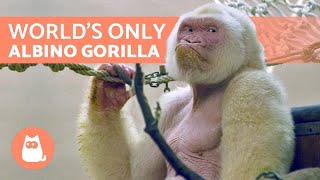 The Only WHITE GORILLA in the World 🦍 Snowflake ❄️ [upl. by Saleme]