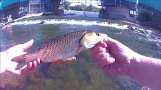 Pêche en UL dans la Loire  Chevesne record et Sandre [upl. by Shoemaker]