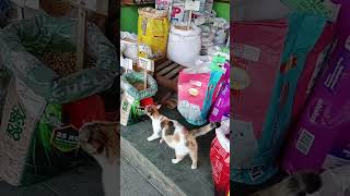 Bili Ako Pagkain ng Pusa ko Sumunod palashortvidio viraltrending [upl. by Washburn]