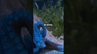 quotMindBlowing Facts Octopus Hearts amp brains🤯quot shorts octopus ytshorts [upl. by Wilmott434]