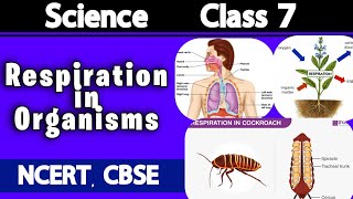 Respiration in organisms class 7 science MagnetBrainsEducation NCERT CBSE ICSE chapter 10 class7 [upl. by Agneta]